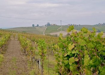 Farm Nizza Monferrato - photo 5