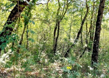 Building land C.da Colle Palumbo, Isernia - photo 9
