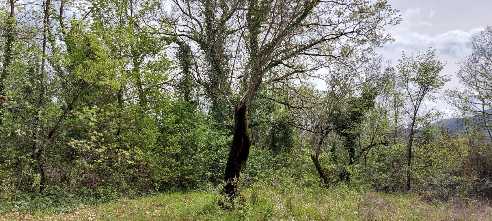 Terreno edificabile C.da Venditti, Fornelli - foto 1