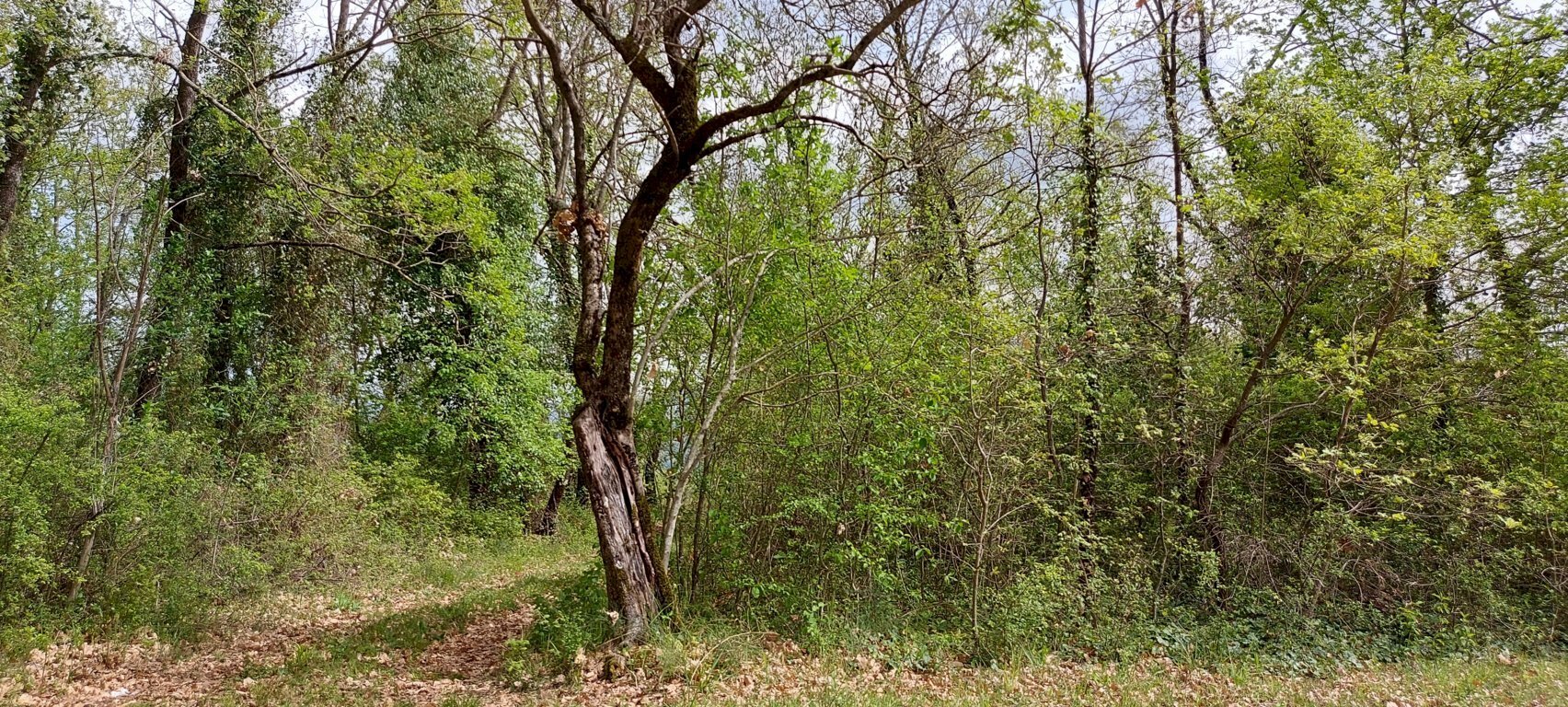 Terreno edificabile C.da Venditti, Fornelli - foto 2