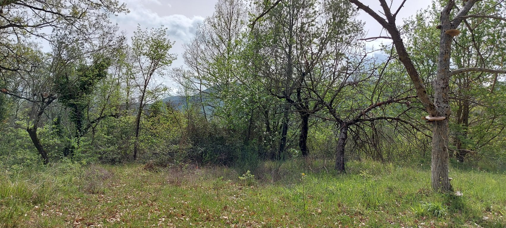 Terreno edificabile C.da Venditti, Fornelli - foto 3