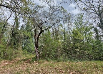 Terreno edificabile C.da Venditti, Fornelli - foto 4