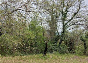 Terreno edificabile C.da Venditti, Fornelli - foto 10