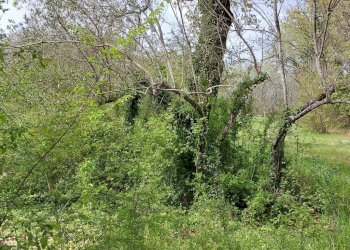 Terreno edificabile C.da Venditti, Fornelli - foto 15