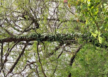 Terreno edificabile C.da Venditti, Fornelli - foto 16