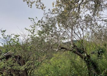 Terreno edificabile C.da Venditti, Fornelli - foto 18