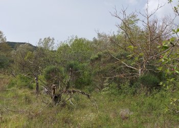 Terreno edificabile C.da Venditti, Fornelli - foto 19