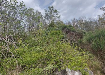 Terreno edificabile C.da Venditti, Fornelli - foto 21