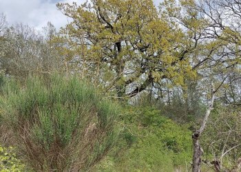 Terreno edificabile C.da Venditti, Fornelli - foto 22