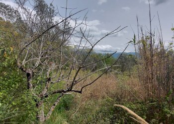 Terreno edificabile C.da Venditti, Fornelli - foto 25