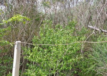 Terreno edificabile C.da Venditti, Fornelli - foto 26