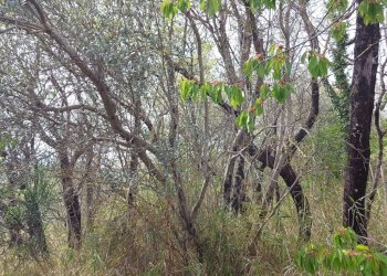 Terreno edificabile C.da Venditti, Fornelli - foto 32