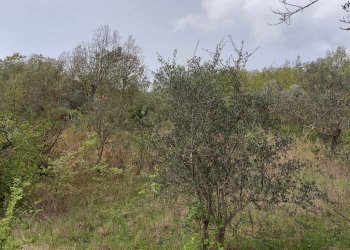 Terreno edificabile C.da Venditti, Fornelli - foto 37