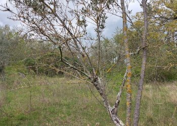 Terreno edificabile C.da Venditti, Fornelli - foto 38