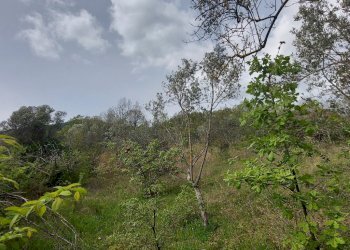 Terreno edificabile C.da Venditti, Fornelli - foto 40