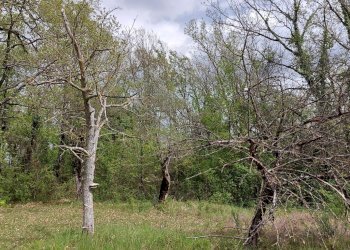 Terreno edificabile C.da Venditti, Fornelli - foto 42