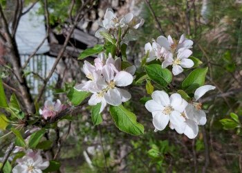 Terreno edificabile C.da Venditti, Fornelli - foto 43