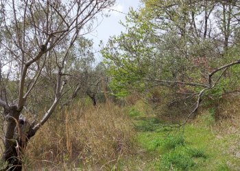 Terreno edificabile C.da Venditti, Fornelli - foto 44