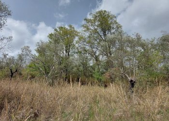 Terreno edificabile C.da Venditti, Fornelli - foto 47