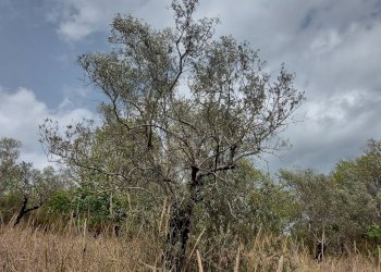 Terreno edificabile C.da Venditti, Fornelli - foto 48