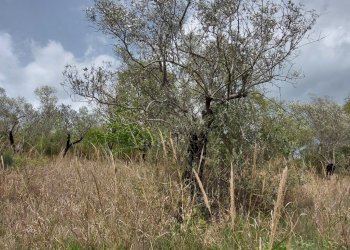 Terreno edificabile C.da Venditti, Fornelli - foto 49