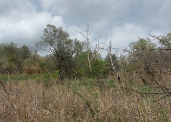 Terreno edificabile C.da Venditti, Fornelli - foto 55
