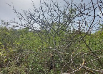 Terreno edificabile C.da Venditti, Fornelli - foto 56