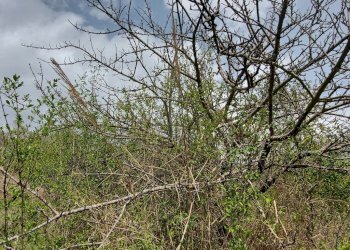 Terreno edificabile C.da Venditti, Fornelli - foto 58