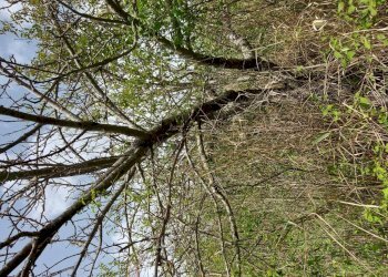 Terreno edificabile C.da Venditti, Fornelli - foto 59