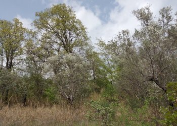 Terreno edificabile C.da Venditti, Fornelli - foto 64