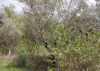 Terreno edificabile C.da Venditti, Fornelli - foto 65