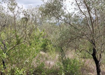 Terreno edificabile C.da Venditti, Fornelli - foto 66