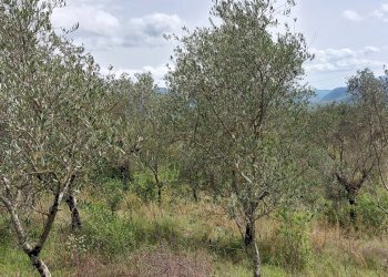 Terreno edificabile C.da Venditti, Fornelli - foto 67