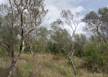 Terreno edificabile C.da Venditti, Fornelli - foto 68