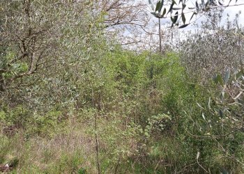 Terreno edificabile C.da Venditti, Fornelli - foto 70