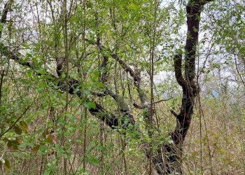 Terreno edificabile C.da Venditti, Fornelli - foto 72