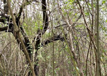 Terreno edificabile C.da Venditti, Fornelli - foto 73