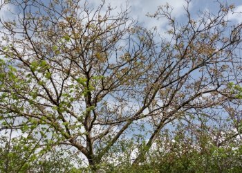 Terreno edificabile C.da Venditti, Fornelli - foto 74