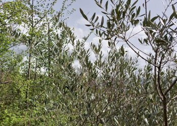 Terreno edificabile C.da Venditti, Fornelli - foto 76