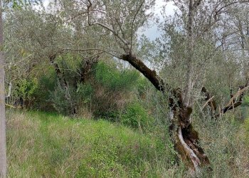 Terreno edificabile C.da Venditti, Fornelli - foto 82