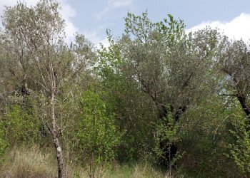 Terreno edificabile C.da Venditti, Fornelli - foto 83