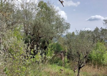 Terreno edificabile C.da Venditti, Fornelli - foto 84