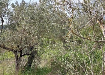 Terreno edificabile C.da Venditti, Fornelli - foto 88