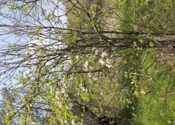 Terreno edificabile C.da Venditti, Fornelli - foto 91