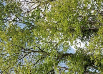 Terreno edificabile C.da Venditti, Fornelli - foto 92