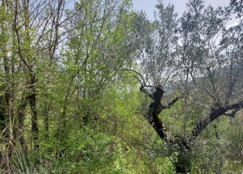 Terreno edificabile C.da Venditti, Fornelli - foto 94