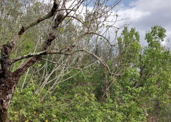 Terreno edificabile C.da Venditti, Fornelli - foto 97