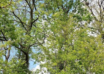 Terreno edificabile C.da Venditti, Fornelli - foto 98