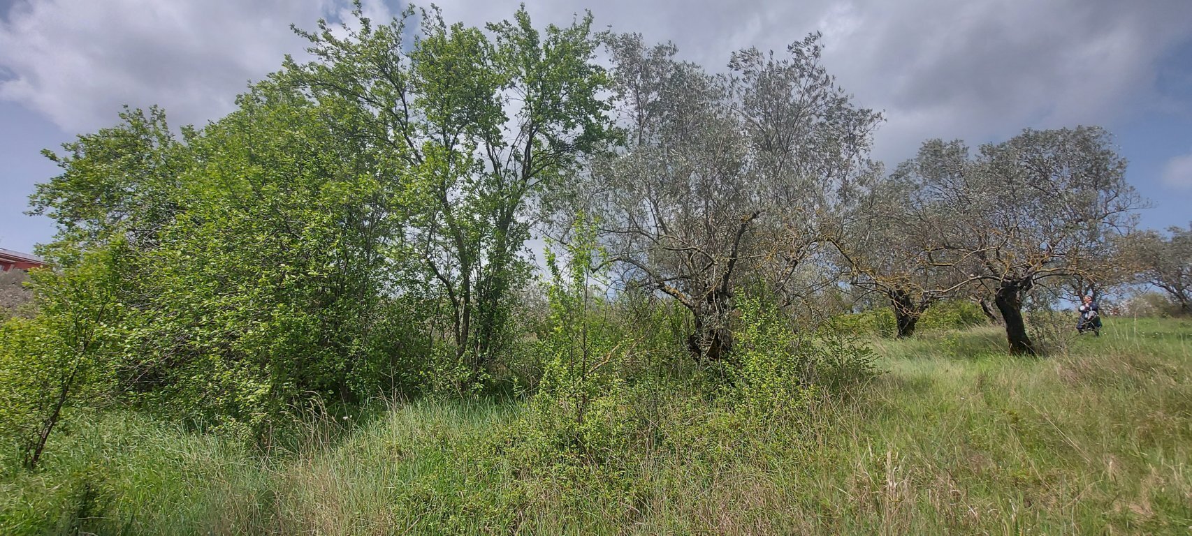 Terreno agricolo C.da Madonna delle Grazie, Fornelli - foto 1