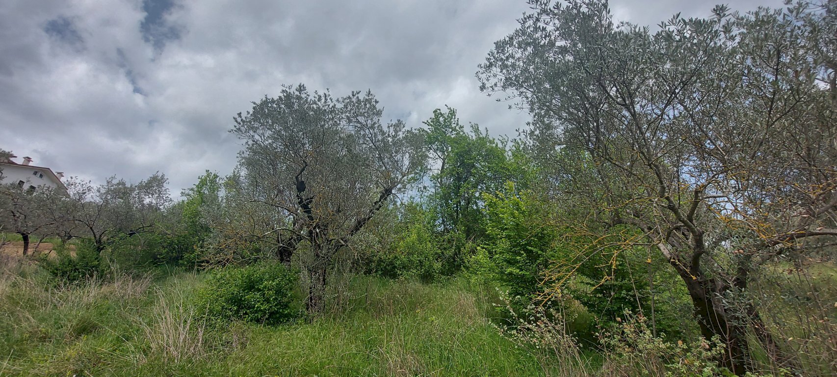 Terreno agricolo C.da Madonna delle Grazie, Fornelli - foto 2